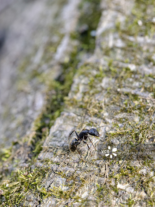 东部黑木匠蚂蚁 Camponotus pennsylvanicus，马萨诸塞州威尔斯利，美国图片素材