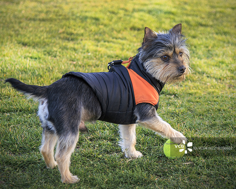 狗在草地上玩球的特写镜头图片素材