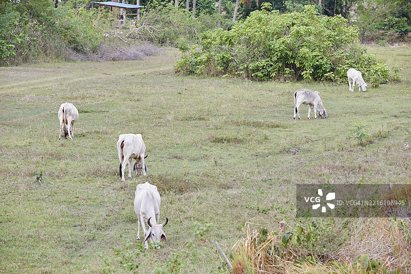 高角度视图的牛在田野上图片素材
