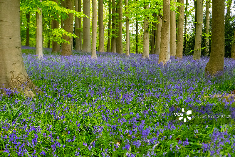 森林中紫色开花植物的景观图片素材