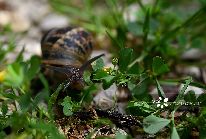 蜗牛特写镜头图片素材