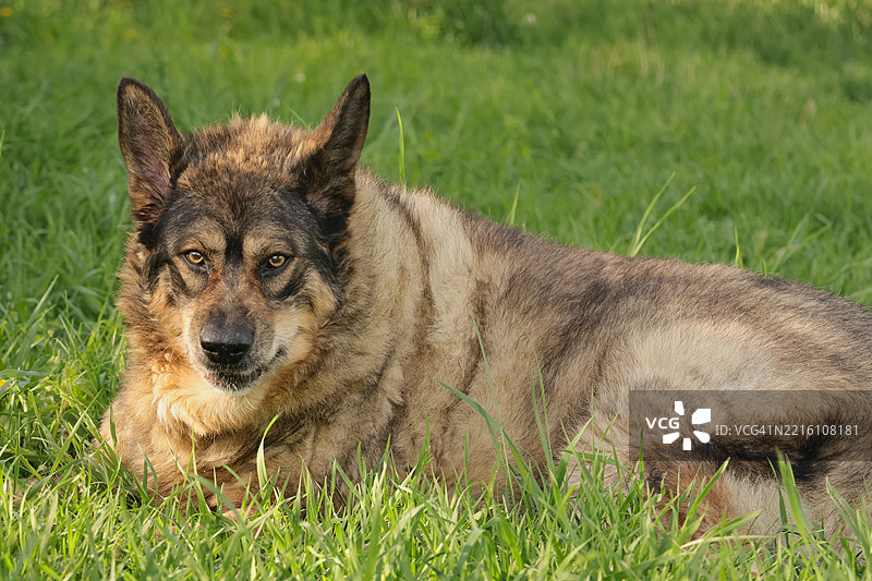 狗在草地上站立的肖像图片素材