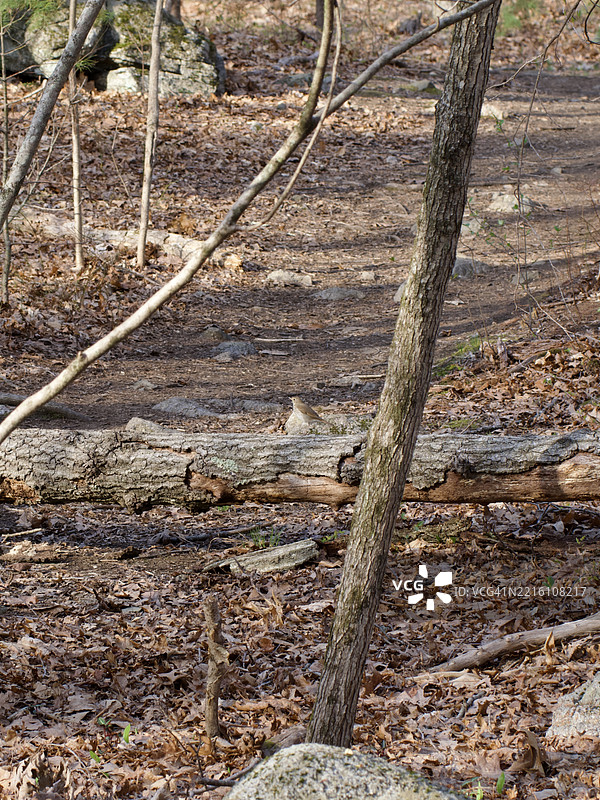 马萨诸塞州韦尔斯利的田野上的树木图片素材