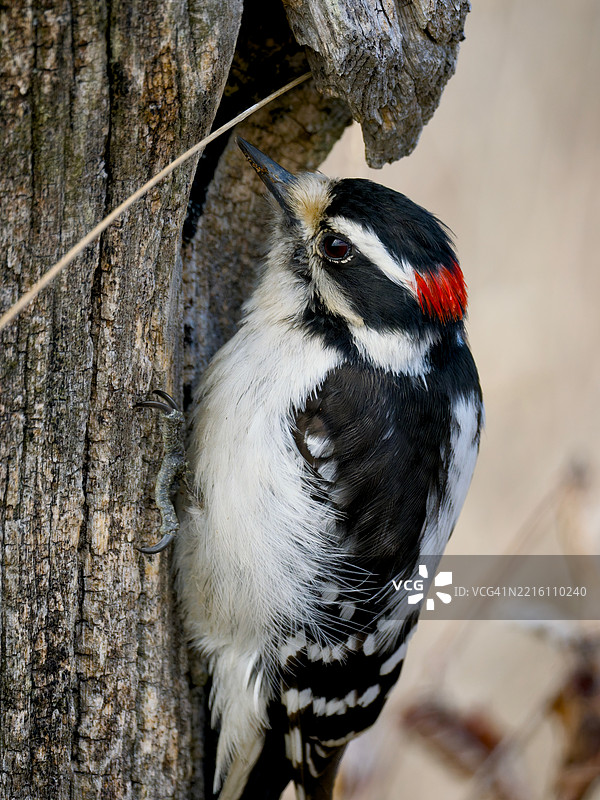 啄木鸟特写，纽约州福特爱德华，美国图片素材