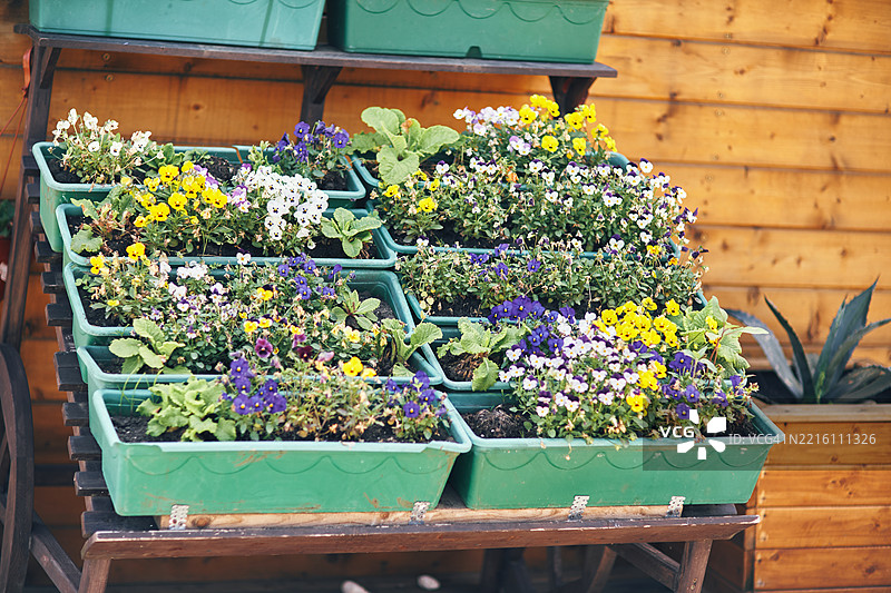 五彩缤纷的花卉展示在分层花园架上的绿色花盆中图片素材