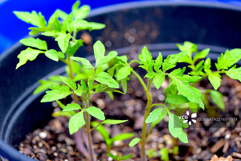 番茄幼苗图片素材
