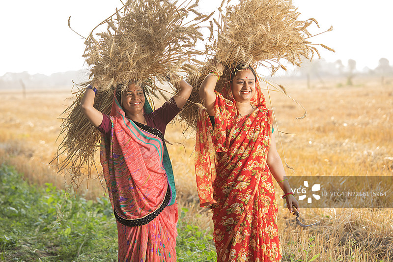 女性在农场收割小麦作物图片素材