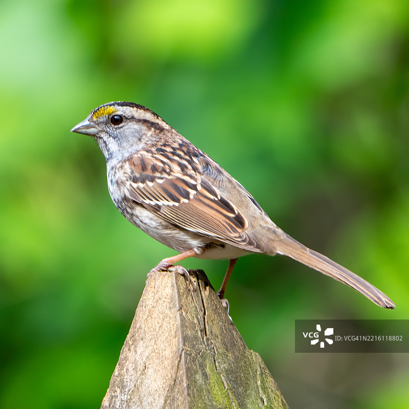 近距离拍摄的歌鹃栖息在木头上，乔治亚州肯尼索。图片素材