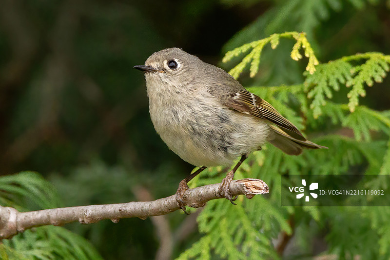 歌鸟栖息在树枝上的特写镜头图片素材