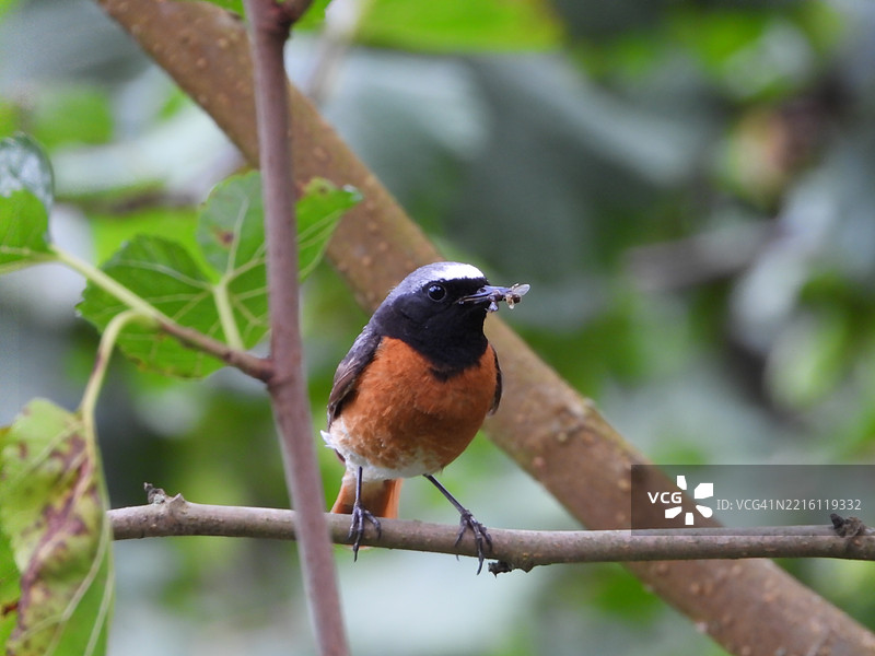 停在树枝上的鸣禽特写，土耳其吉雷松图片素材
