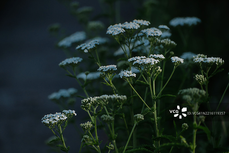 德克萨斯州理查森市田野上的开花植物特写图片素材