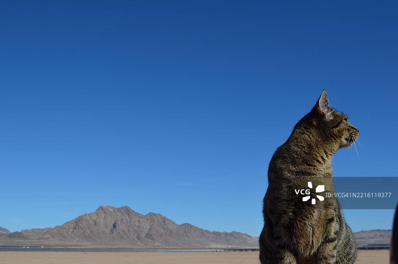 猫在清澈蓝天前的特写，拉斯维加斯，内华达州，美国图片素材