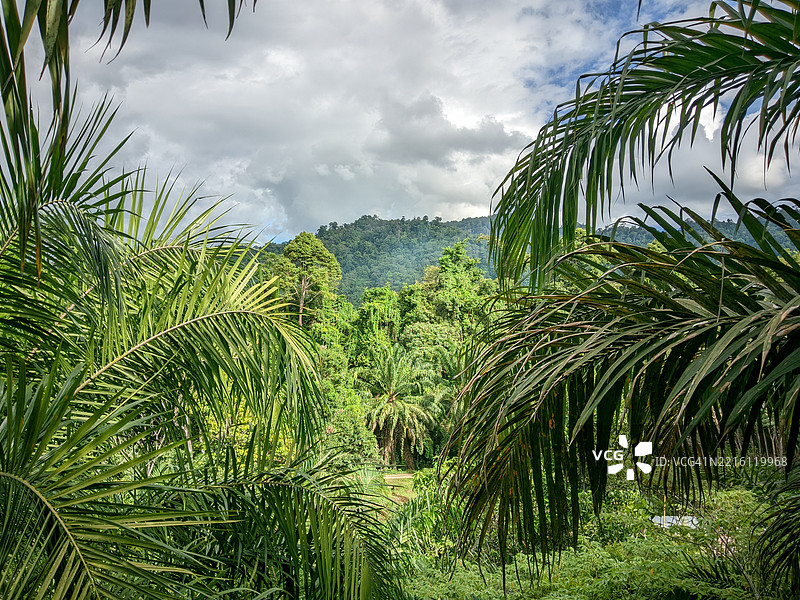 棕榈树与天空的美丽景色图片素材