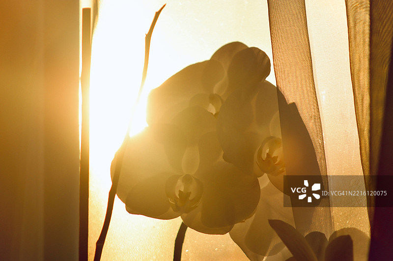 窗帘后被夕阳金色光线照亮的兰花图片素材