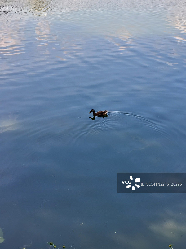 高角度视图的鸭子在湖中游泳图片素材