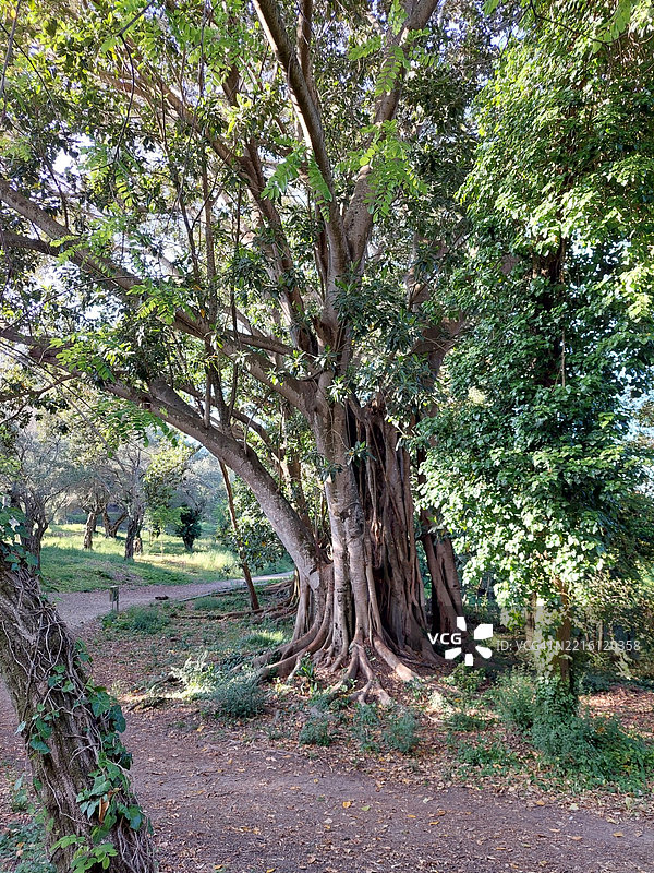 公园里的树木图片素材
