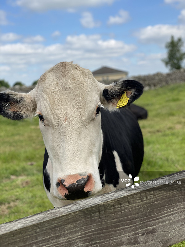 在爱尔兰克莱尔莫里斯的田野上站着的牛的肖像图片素材