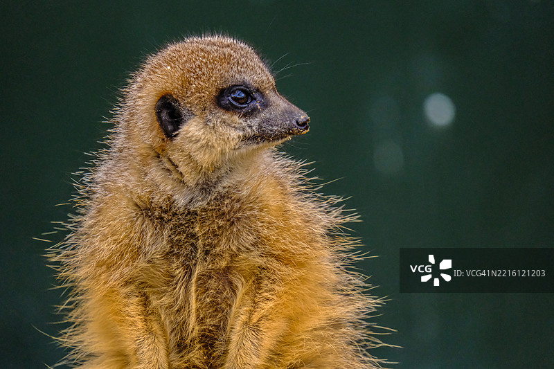 近距离拍摄的狐獴，莱斯特，英国，英国图片素材