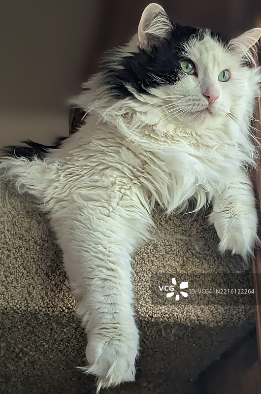 猫的特写，蒙大拿州，美国图片素材