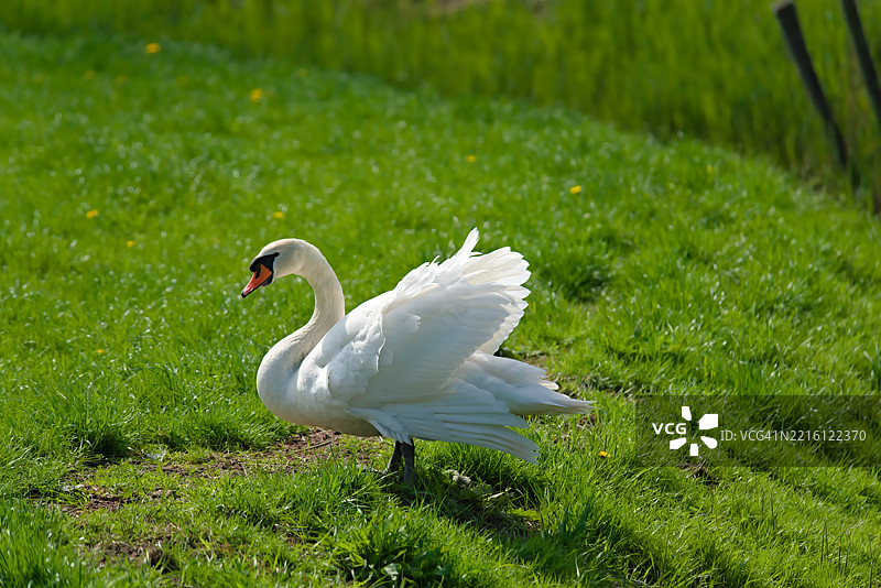 田野上的大天鹅特写图片素材