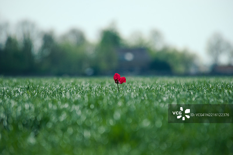 田野上红花的特写图片素材