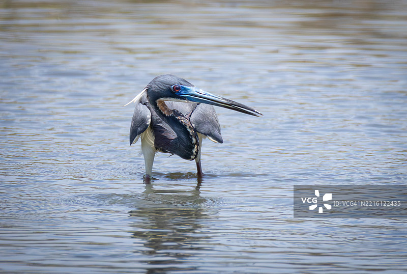 侧面视图的红鹭站在湖中，南卡罗来纳州帕利斯岛，美国图片素材