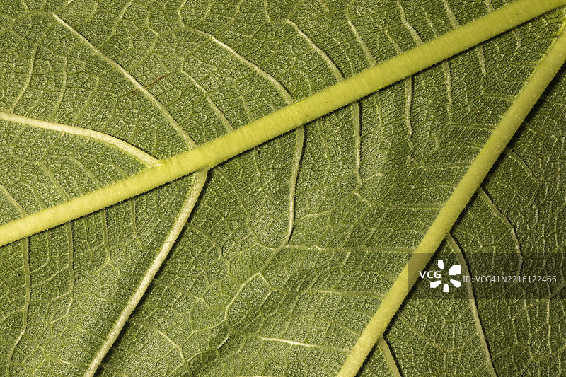 叶子的特写图片素材
