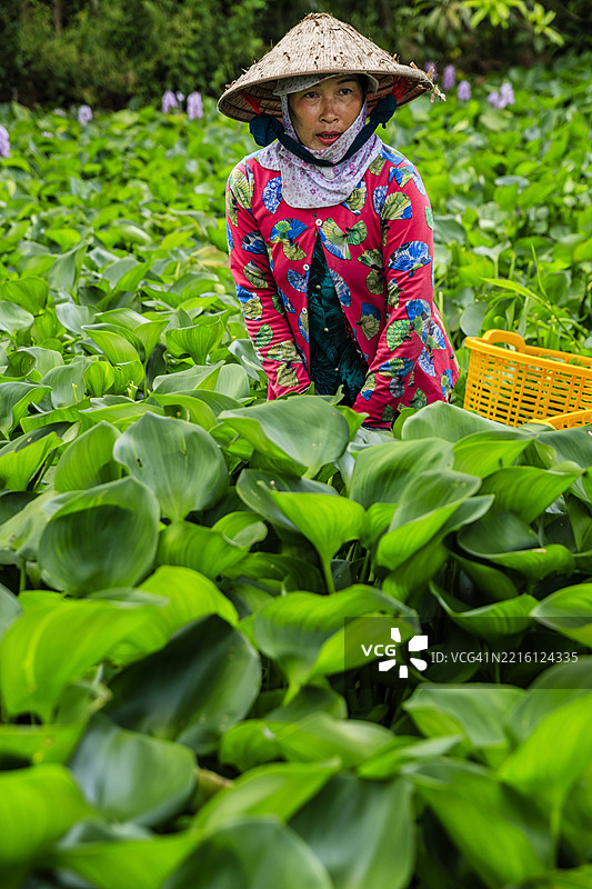 越南湄公河三角洲的越南女性在收集树叶图片素材
