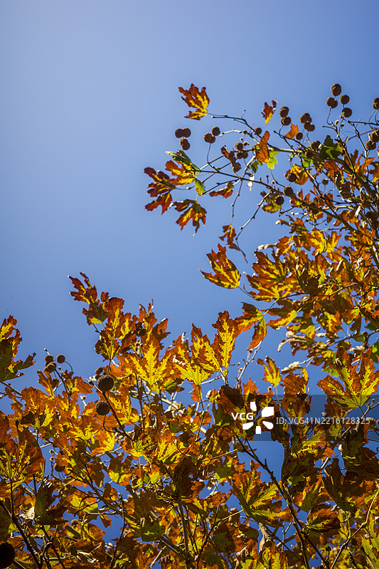 红色和橙色的枫叶映衬在蓝天之下，秋季背景图片素材