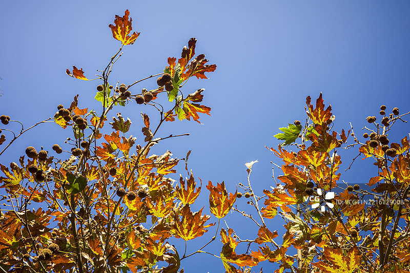 红色和橙色的枫叶映衬在蓝天之下，秋季背景图片素材