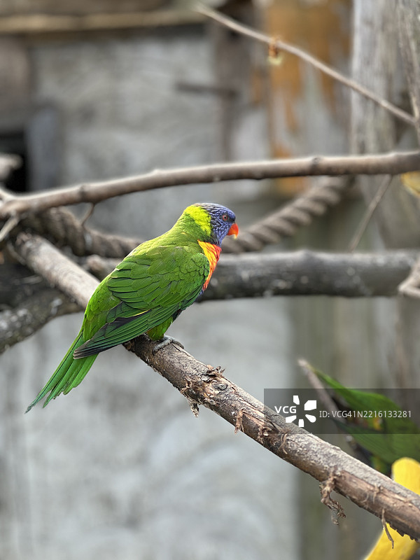 彩虹鹦鹉栖息在树枝上的特写，切尔滕纳姆，英国图片素材