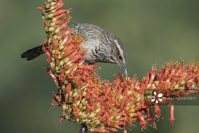 仙人掌鸣雀栖息在花朵上图片素材
