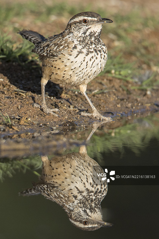 仙人掌鸣鸟与倒影图片素材