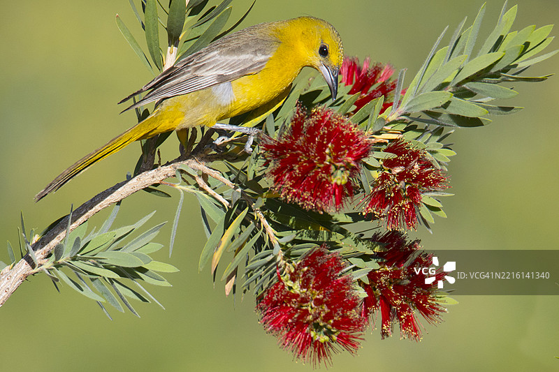 雌性兜帽黄鹂栖息在瓶刷树上图片素材