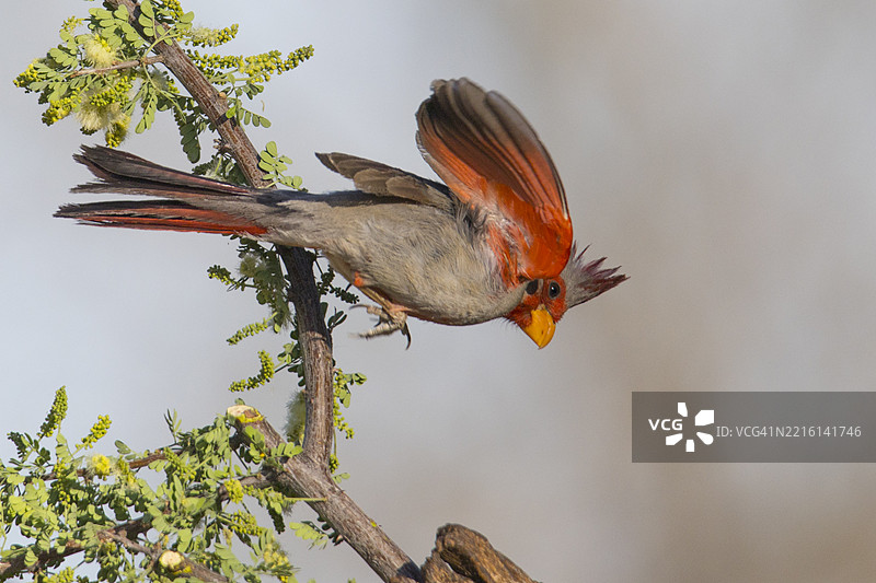 雄性红头雀降落图片素材