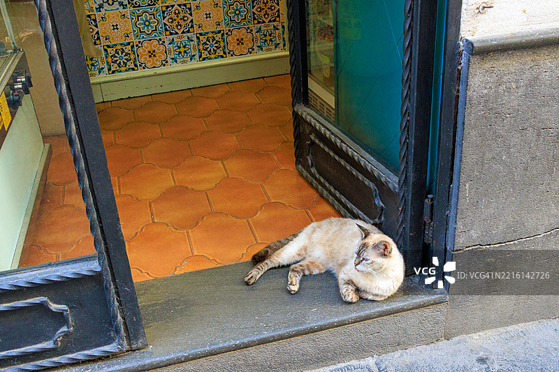 阿马尔菲门口的猫图片素材