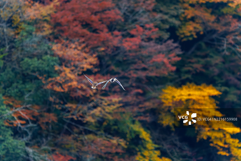 一群美丽的绿头鸭（Anas platyrhynchos）和其他鸭子拍打着翅膀飞出去。图片素材