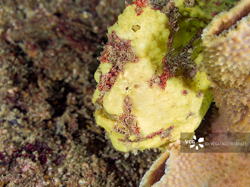 彩绘蛙鱼（Antennarius pictus），它在海绵上。图片素材