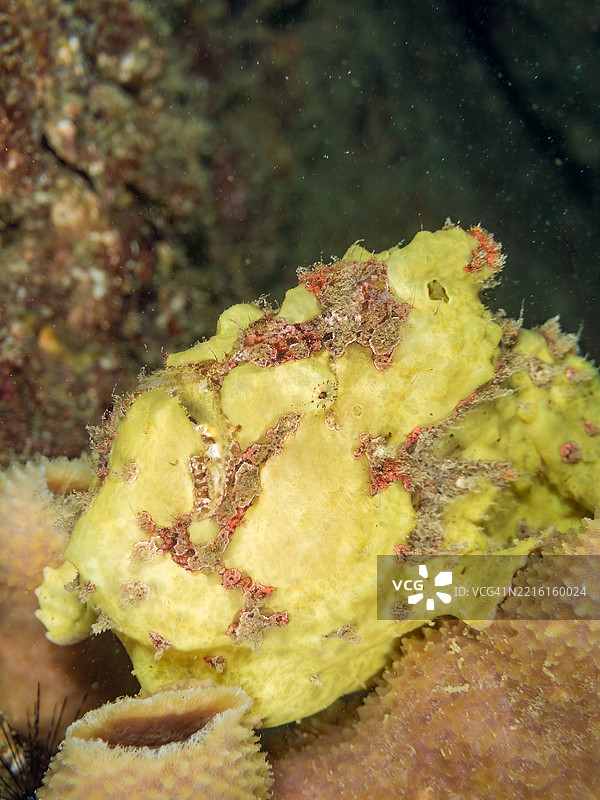 彩绘蛙鱼（Antennarius pictus），它在海绵上。图片素材