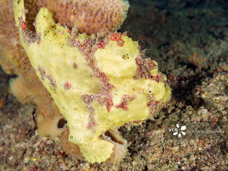 彩绘蛙鱼（Antennarius pictus），它在海绵上。图片素材