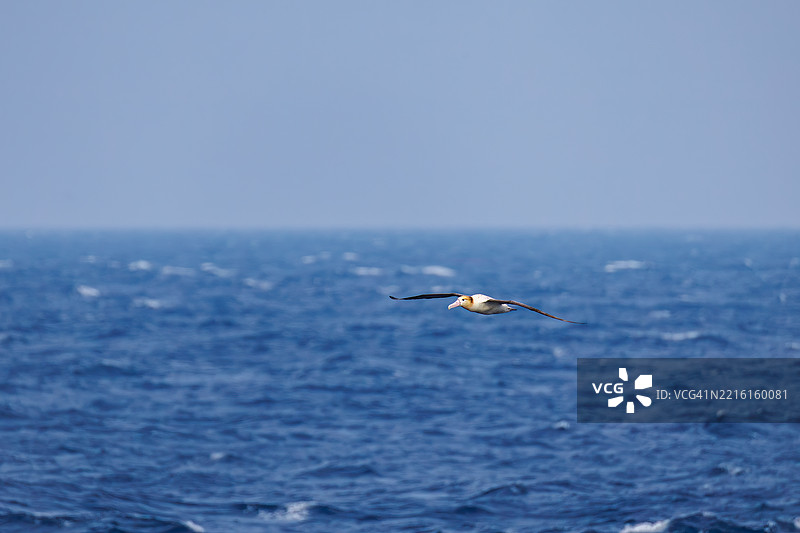 一只巨大的短尾信天翁（Phoebastria albatrus）在海岸外飞翔。翼展超过2米。图片素材