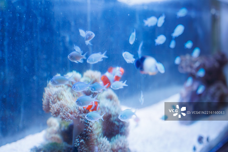 美丽的桌状珊瑚和一群黑边小丑鱼以及其他鱼类，还有小丑鱼（Amphiprion ocellaris）和珍珠鳞天使鱼（Centropyge vrolikii）。图片素材
