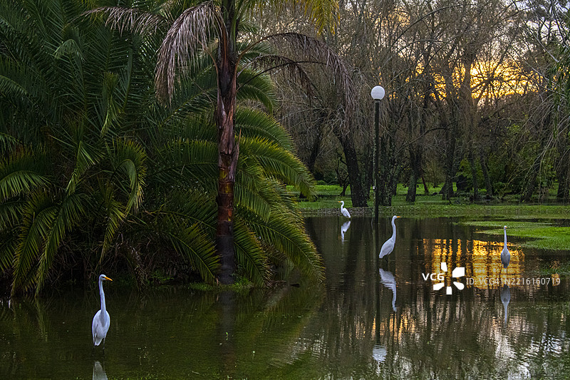 日落时分的自然与苍鹭。阿根廷布宜诺斯艾利斯的蒂格雷三角洲。图片素材