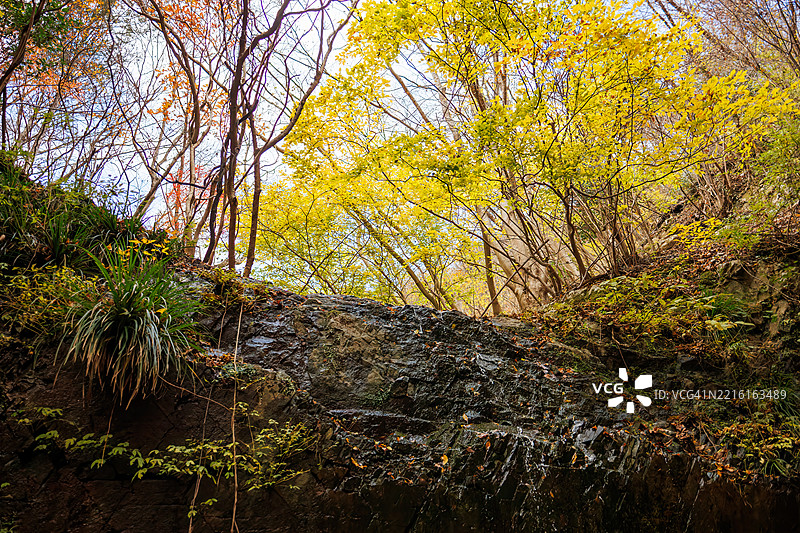 美丽的小瀑布从长满苔藓的岩石上倾泻而下，周围是秋天的落叶森林。图片素材