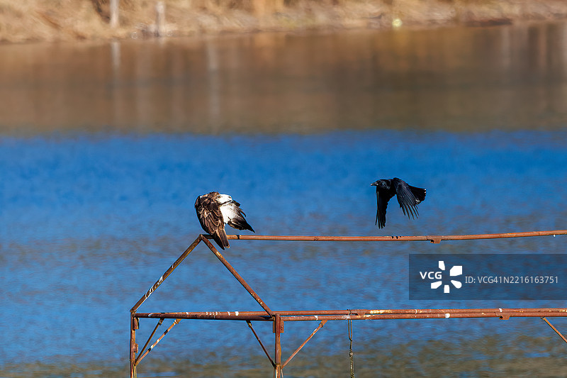 一只美丽的鱼鹰（Pandion haliaetus，鱼鹰科）正在休息。与一只丛林乌鸦（Corvus macrorhynchos，乌鸦科）争斗。图片素材