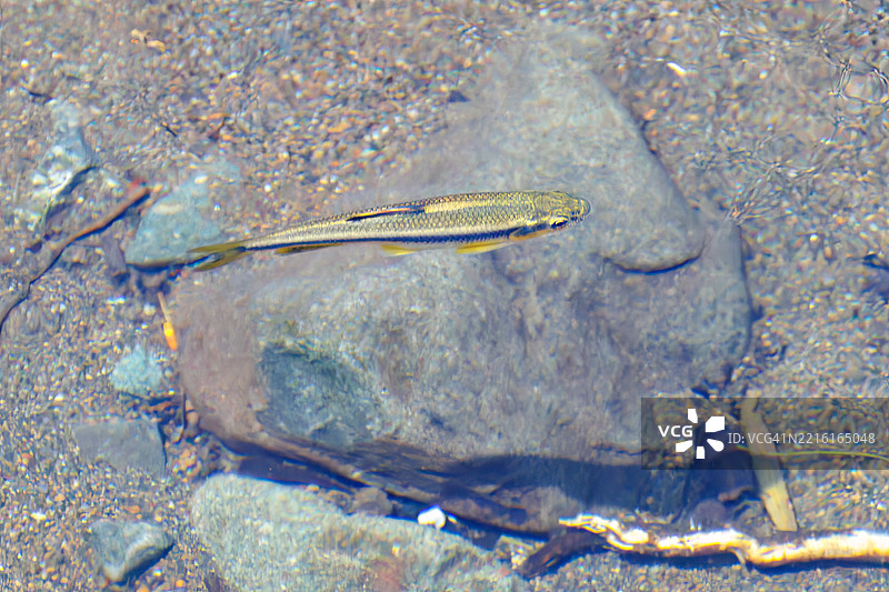 清澈溪流中游动的日本鲤科鱼（Nipponocypris temminckii）。图片素材