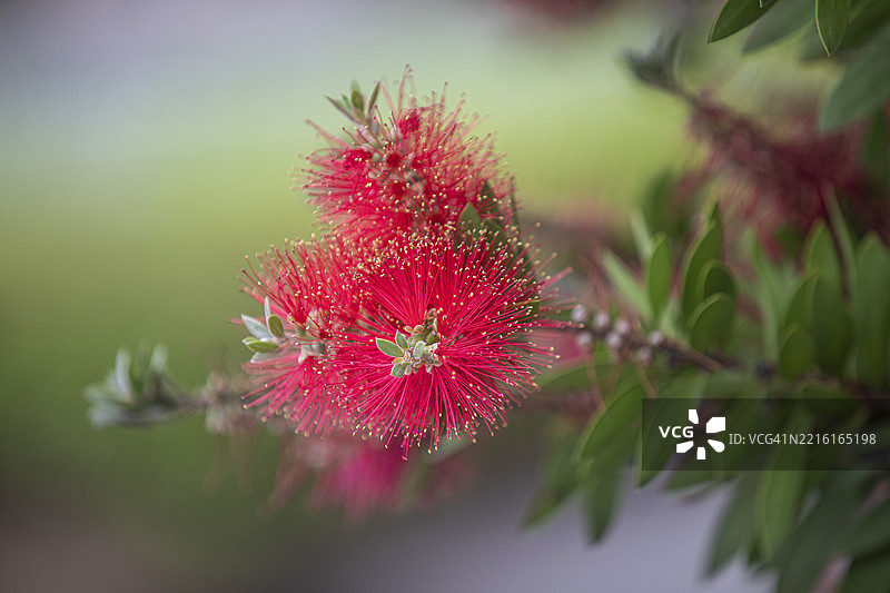 瓶刷树花的特写图片素材