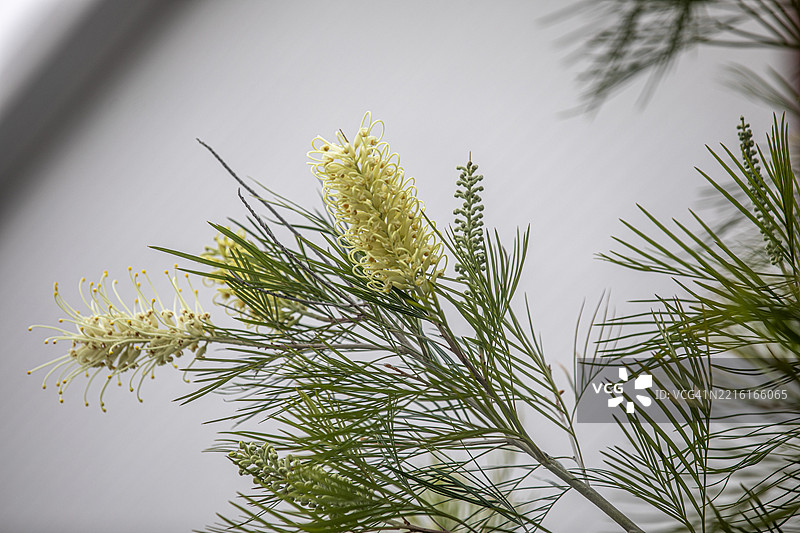 浅黄色的瓶刷树花图片素材