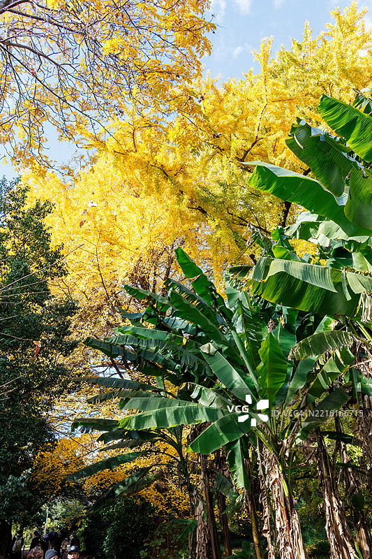 银杏树街。银杏，银杏树，银杏（Ginkgo biloba）日本香蕉，芭蕉（Musa basjoo）。图片素材