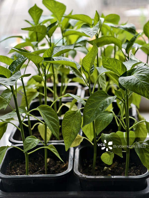 阳光明媚的日子里，窗边容器中生长的甜椒幼苗特写图片素材
